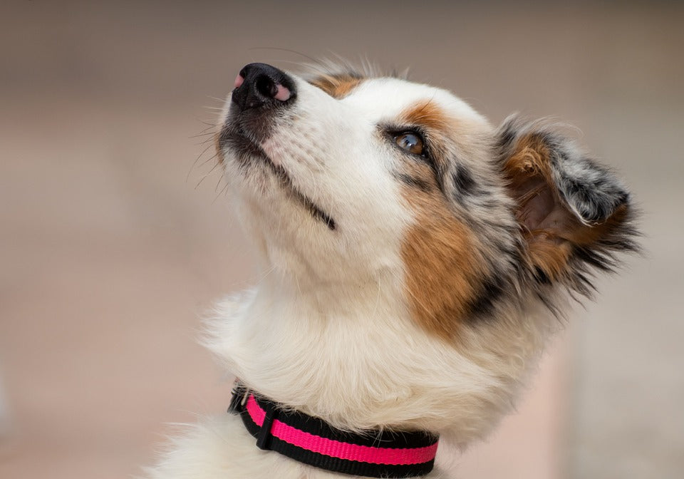 Australian-Shepherd-puppy-looking-up