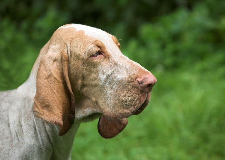 Bloodhound-side-view