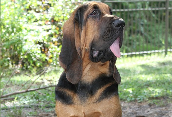 Bloodhound-tongue-out