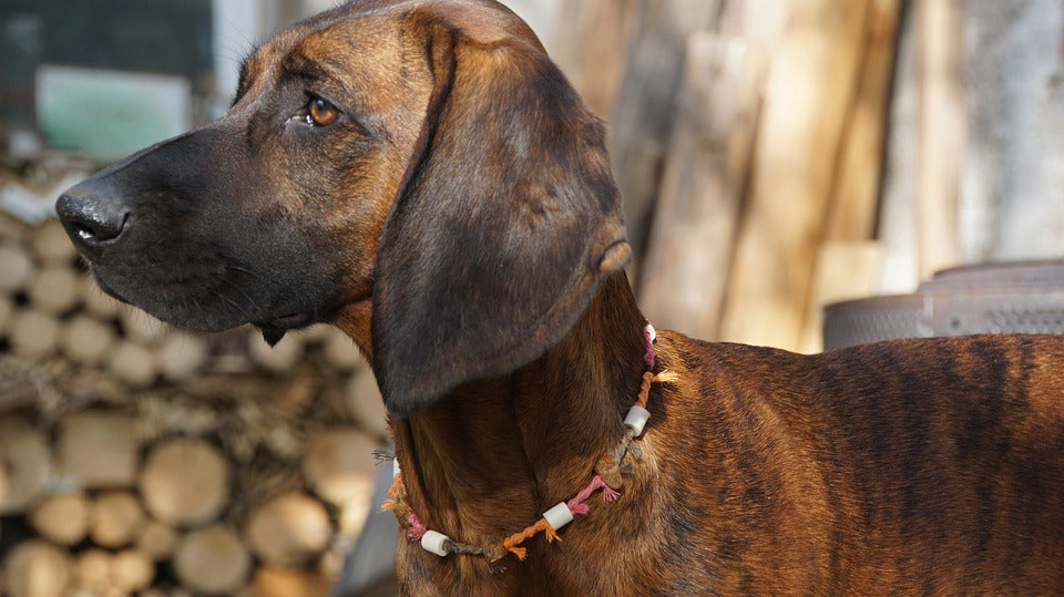 Bloodhound-with-colorful-necklace