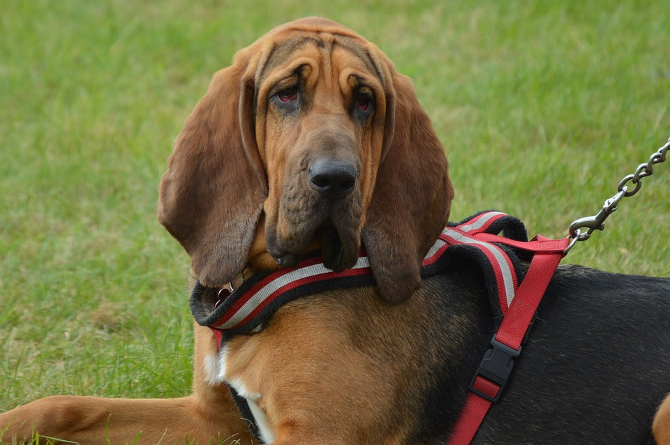 Bloodhound-with-leash