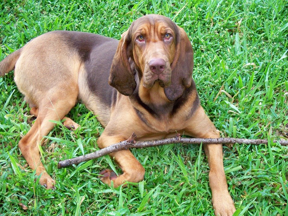 Bloodhound-with-stick