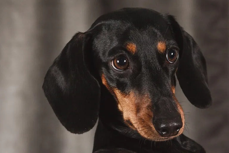 Dachshund-profile