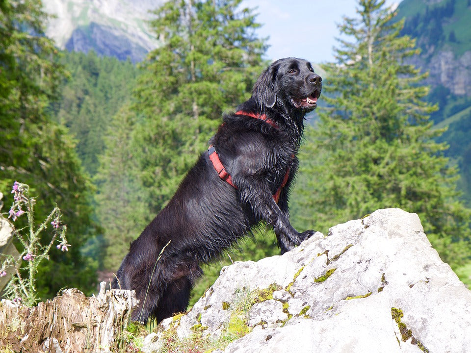 Flat-Coated-Retriever-in-the-mountain