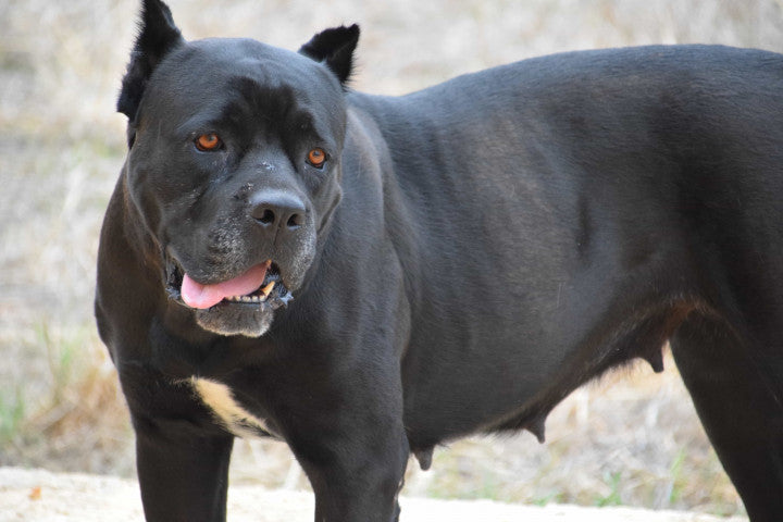 Cane Corso: A Guide to This Powerful Dog Breed – Printy Paw