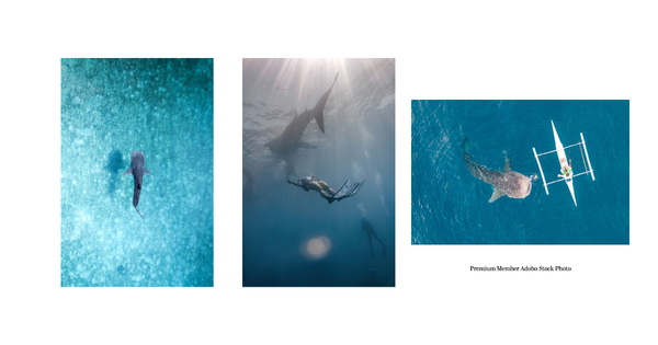 Photos of Oslob, Philippines. White Shark. ByZo Art Blog.