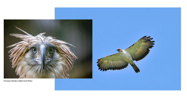 Philippine Eagle. Endangered birds. ByZo Art Blog.