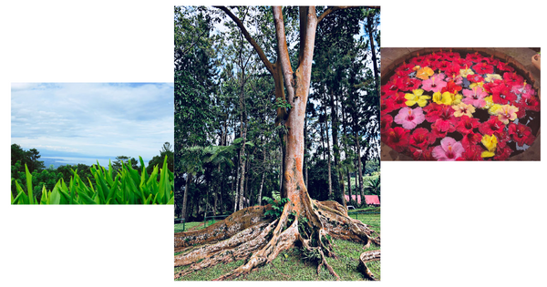 Eden Nature Park, Davao City Philippines. ByZo Art Blog.