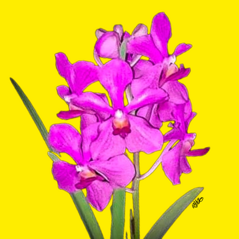 Orchid Photo on Yellow Background