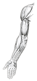 left-arm