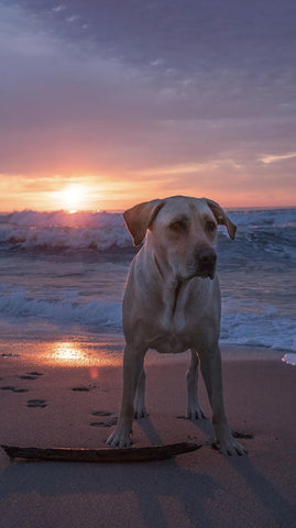 Dog on mutt beach