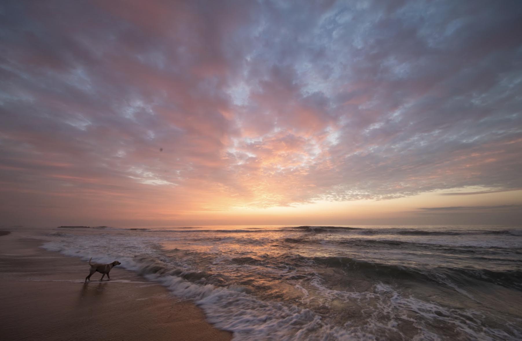 Dog on mutt beach