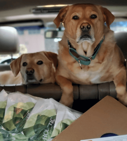 Dogs in the car