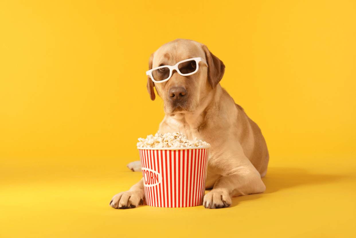 Dog with popcorn