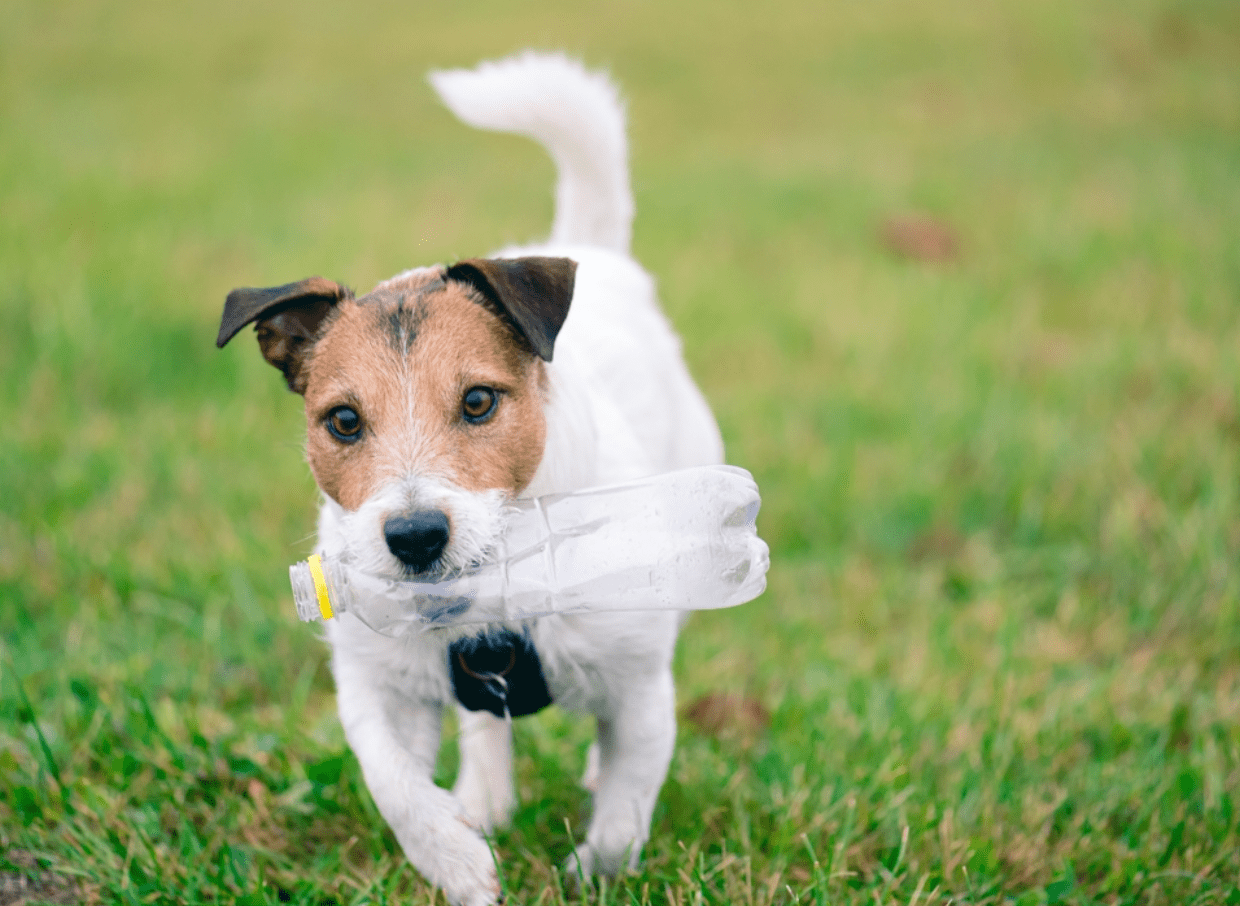 Dog running