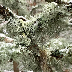 lichen