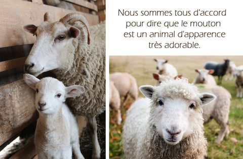 Le mouton est un animal d'apparence adorable