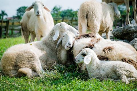 Groupe de moutons à laine