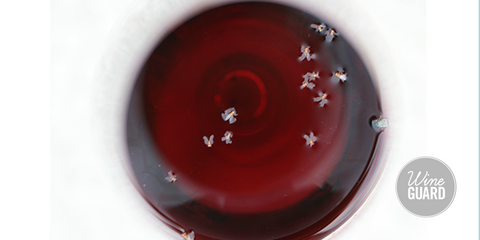 Fruit Flies in Wine