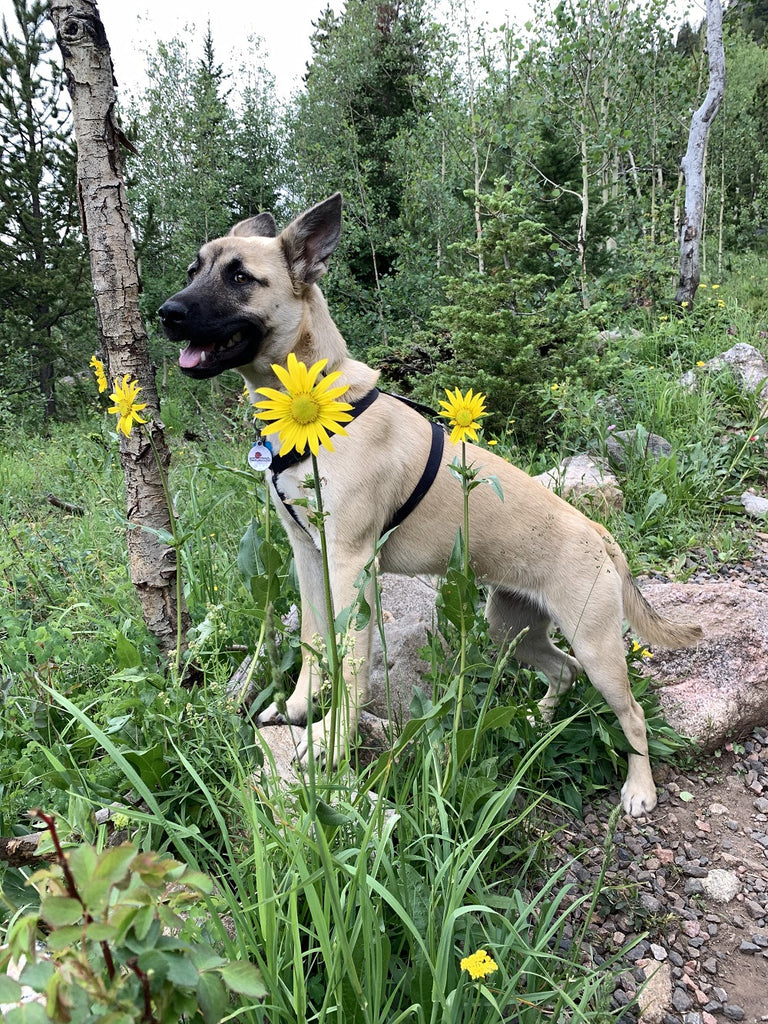 Freedom.  Lessons we can learn from our dog.