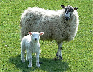 historic sheep and lamb