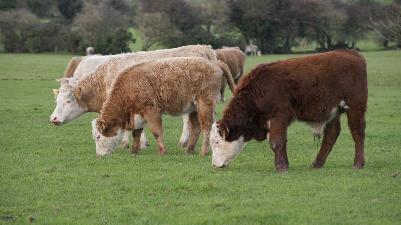 faming-systems-organic-farming-beef