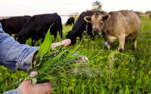 grass-fed-beef-cattle-how-to-cook-grass-fed-steaks-the-right-way