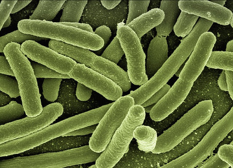 e-coli-bacteria-food-poisoning-safe-meat-storage