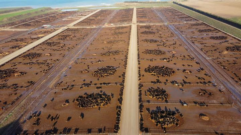feedlot-grain-fed-cattle-learn-how-to-cook-grass-fed-steaks