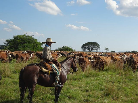 picanha-origins-gaucho-brazil-argentina