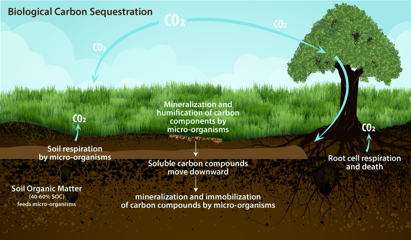 carbon-sequestering-soil-regenerative-farming-system