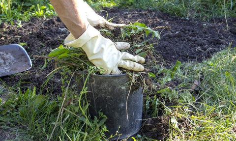 no-till-no-dig-gardening-organic-regenerative-weed-control