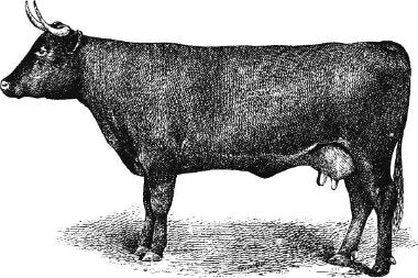 trubeef-grass-fed-beef-cattle