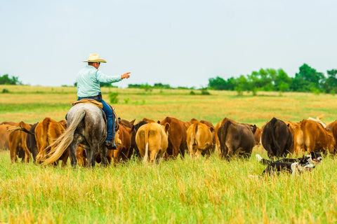 grass-fed-organic-pasture-raised-beef