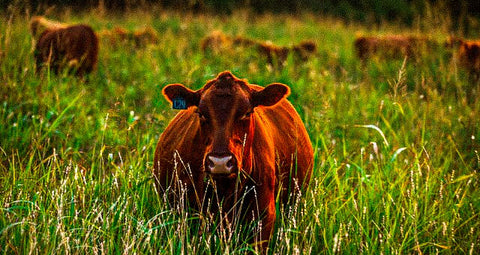 regenerative-beef-cattle-australian-beef-vs-us-beef-differences