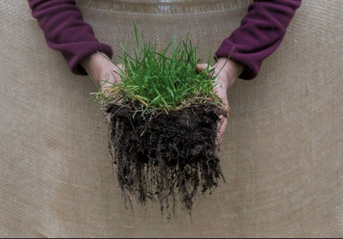 why-is-soil-important-healthy-soil-healthy-roots