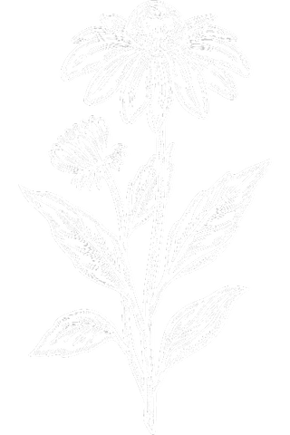 echinacea herb drawing