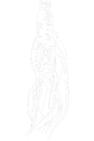 drawing of siberian ginseng herb for libido