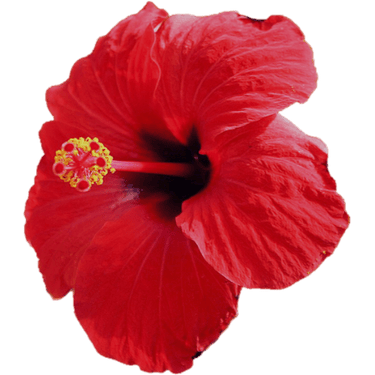 hibiscus flower