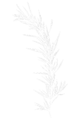 nootropic herb rosemary