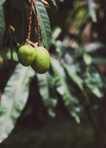 Raw Mangoes Green 