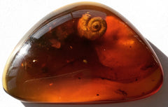 Shell Inclusions in Amber