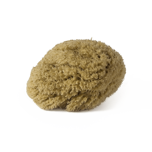 Four Cow Farm Singapore - Pohnpei Sponge, Hand-Grown and Sustainably Farmed