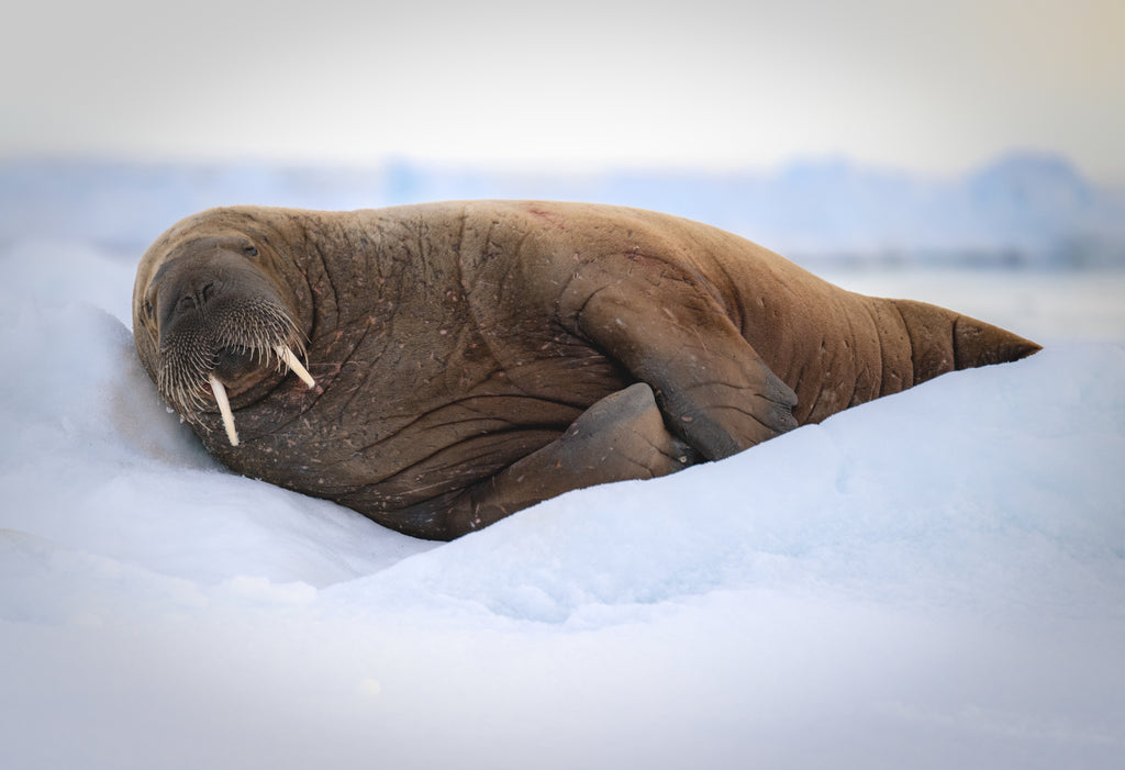 Walrus on ice