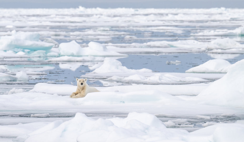 Polar Bear on sea ice