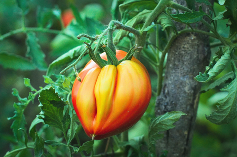 how to plant tomatoes and cucumbers odd tomatoes