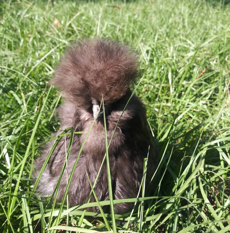 Silkie chicken on the farm