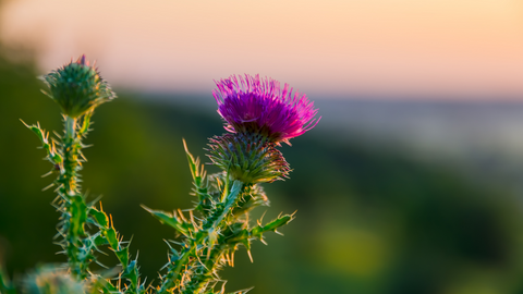 Milk Thistle Benefit