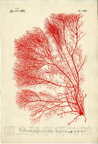 antique coral print