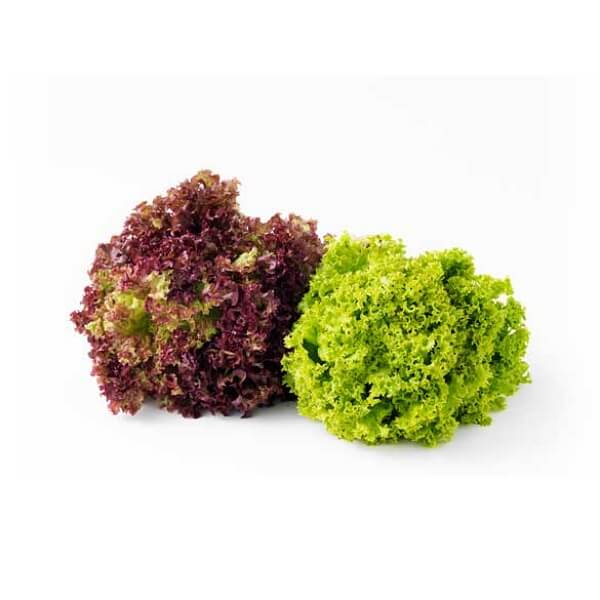 Mix Coral Lettuce Veggies My